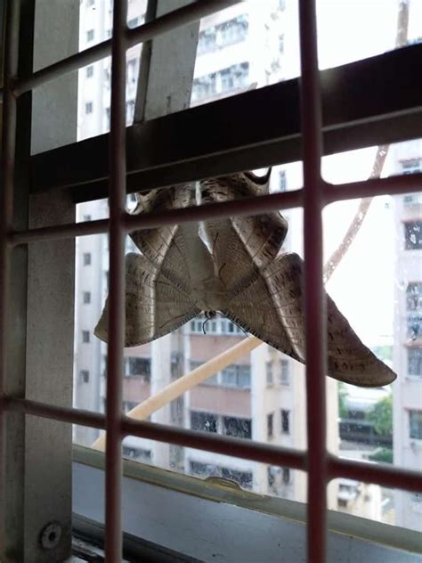 家裡有飛蛾怎麼辦|【家裡有 飛蛾 怎麼辦】家裡飛蛾縈繞不去？驅蟲妙招一次搞定！